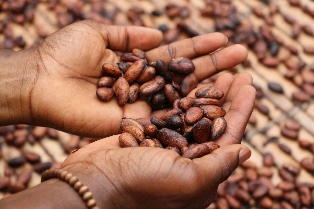 coffee beans vs cocoa beans