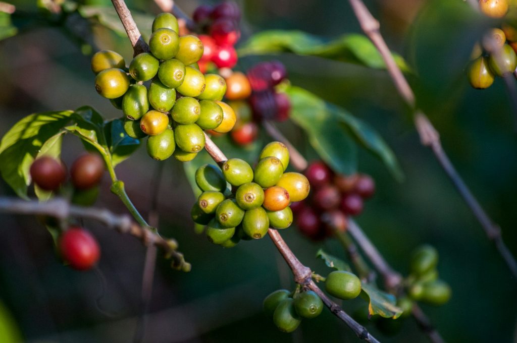 how do coffee beans grow