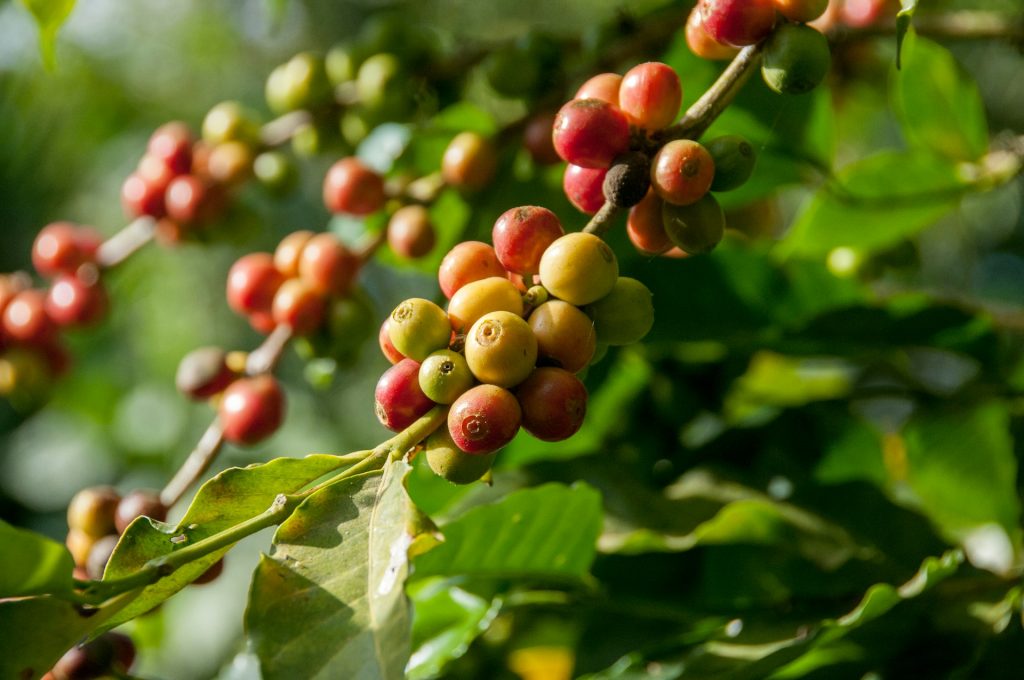 how do coffee beans grow