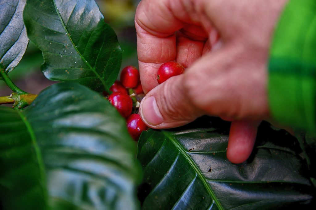 The Best Eco-Friendly Coffee Brands You Should Be Supporting