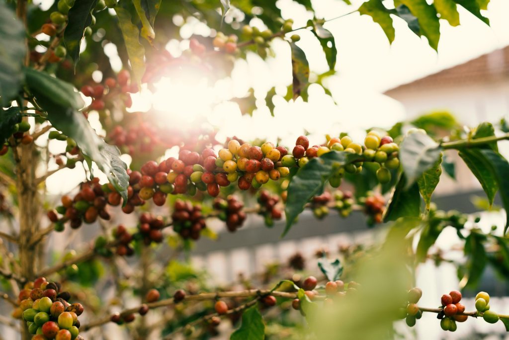 The Environmental Benefits of Choosing Fair Trade Coffee