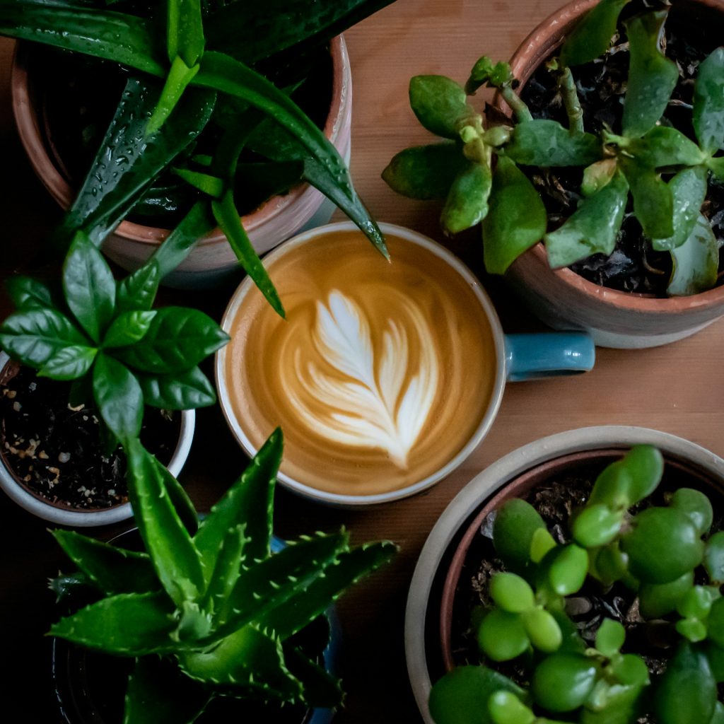 Plant-Based Coffee Creamers