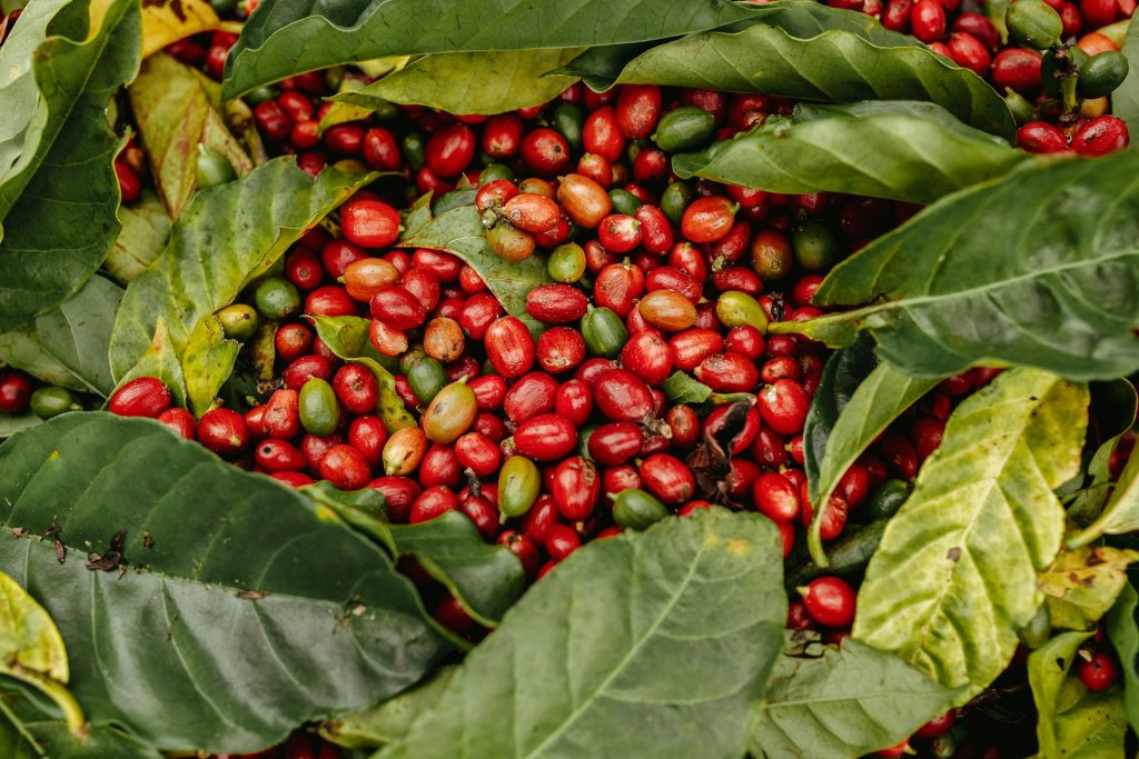 Coffee Traditions of Ethiopia